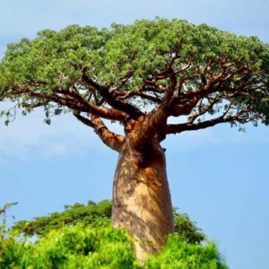 Baobap Tree