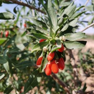 Organic Goji - Abbott Blackstone - 0020