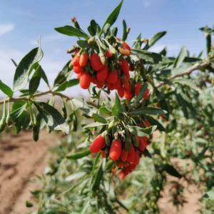 Organic Goji - Abbott Blackstone - 0024