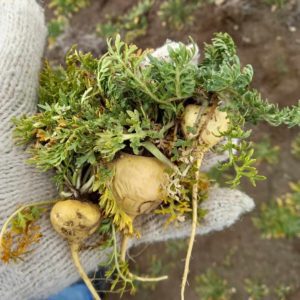 Maca plant