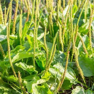 Organic Psyllium plants