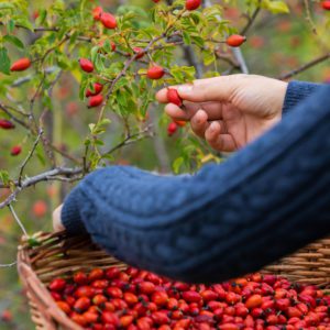 Rosehip plant with person picking the berries