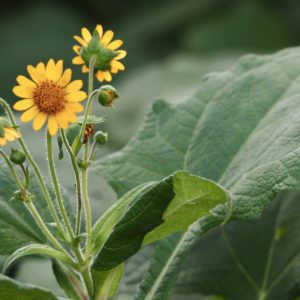 Yacon Flowers and Leaves