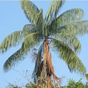 acai-tree