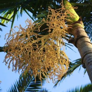 Coconut Blossom and Tree