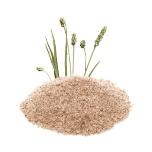 Psyllium husks on white background with plant stalks