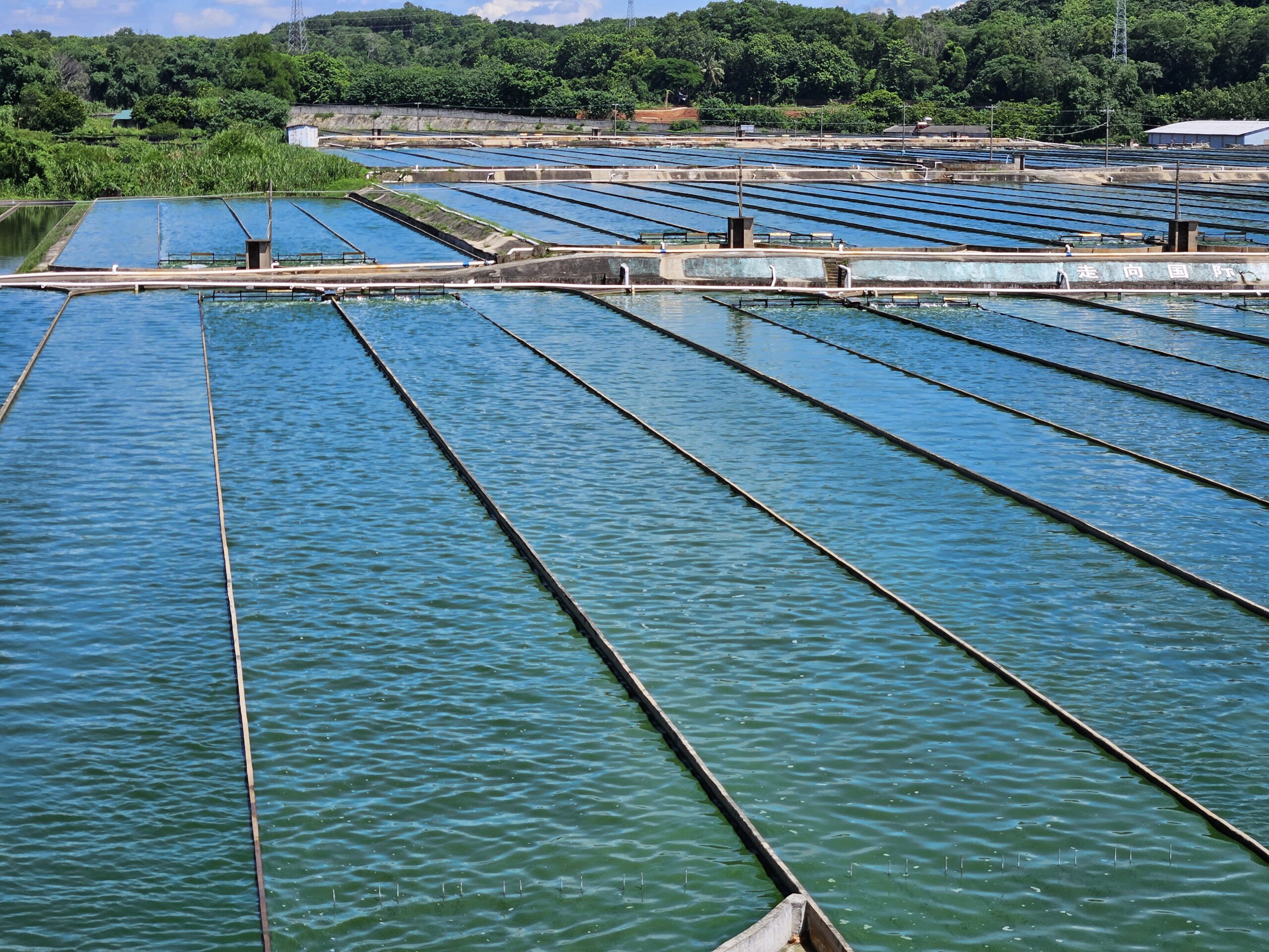 Spirulina Cultivation In India Spirulina Cultivation In India